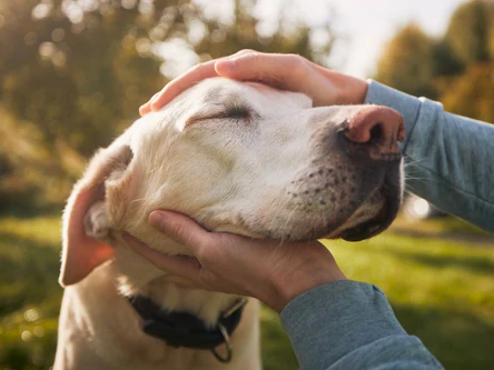 Pure Nature, Happy Tails