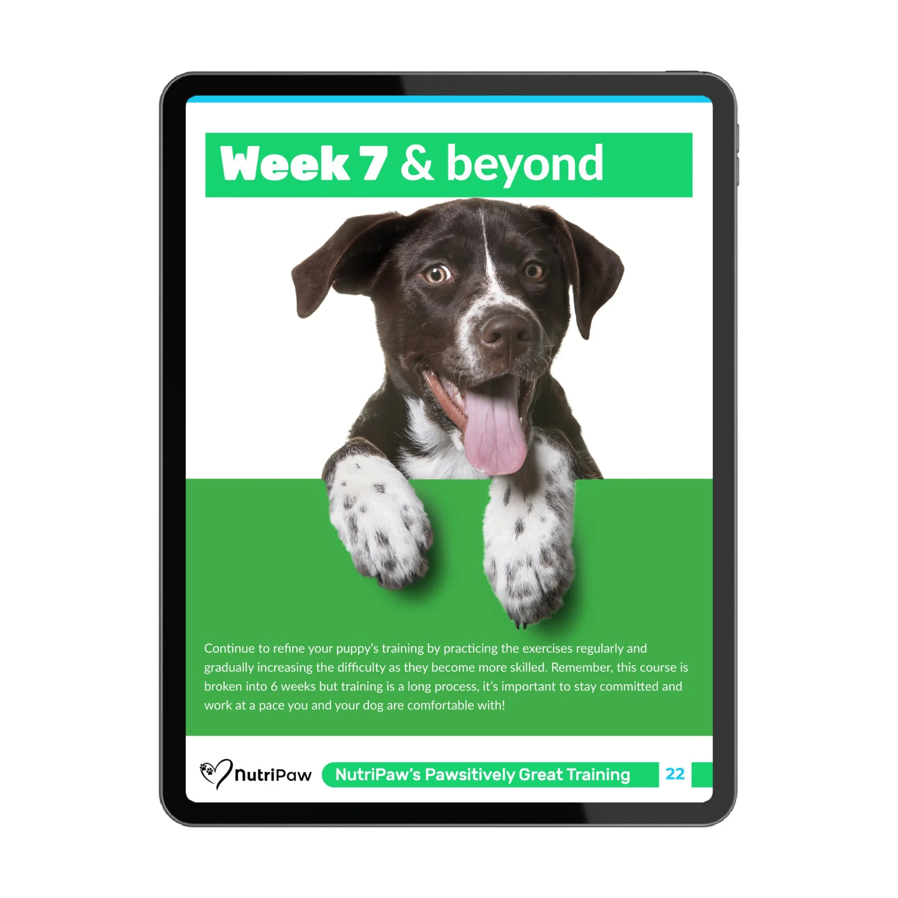 Dog Training Program - Image 7