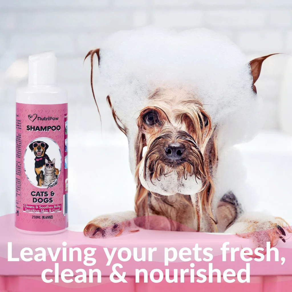 Shampoo - Image 2