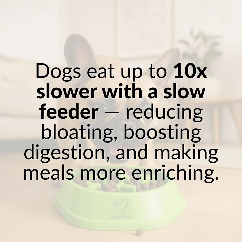 Slow Feeder Dog Bowl - Image 5